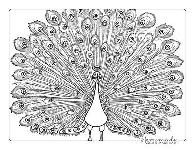 Bird Coloring Pages Cartoon Peacock Displaying Tail