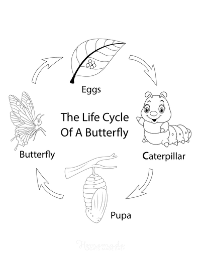 caterpillar life cycle coloring pages