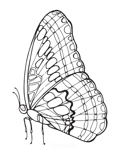 butterfly wings side view outline