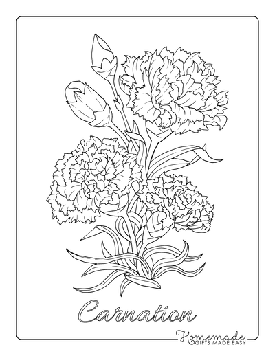 Flower Coloring Pages Botanical Carnation