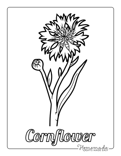 Flower Coloring Pages Botanical Cornflower