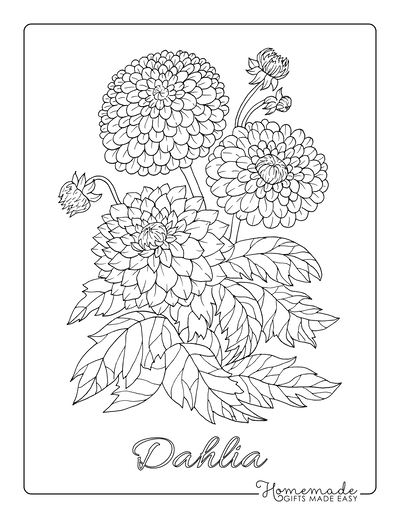 Flower Coloring Pages Botanical Dahlia