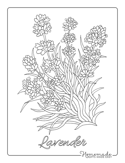 Flower Coloring Pages Botanical Lavender