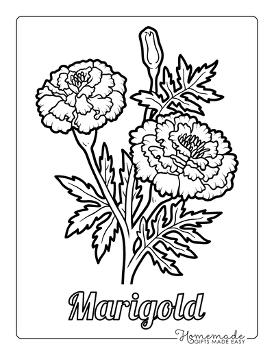 marigold coloring pages