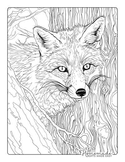 Fox Coloring Pages Closeup Realistic Fox Behind Tree Adults