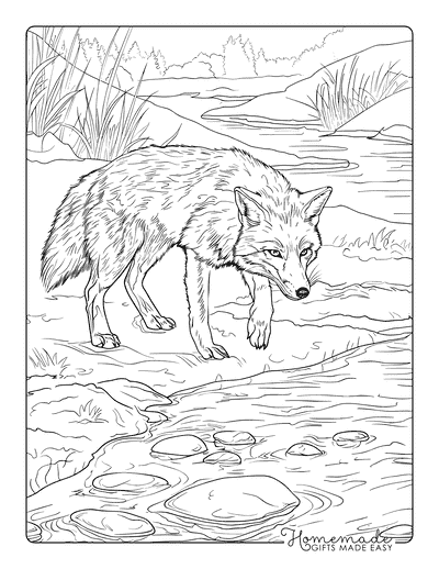 Fox Coloring Pages Realistic Fox Next to Stream Adults