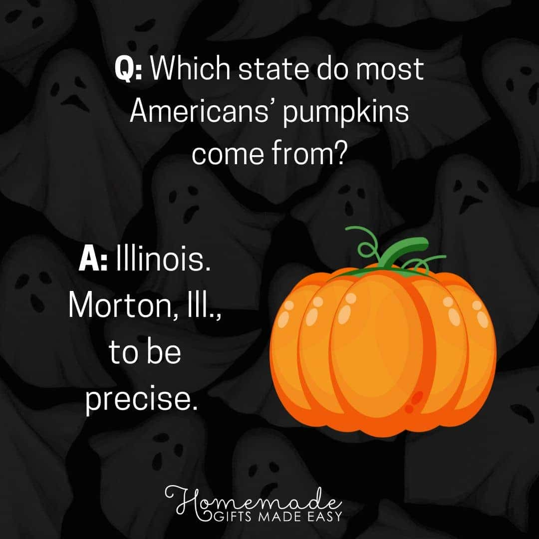 Halloween trivia Where do American pumpkins comes from?