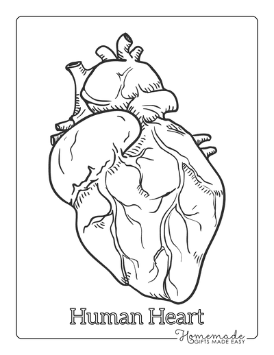 human heart coloring pages for kids