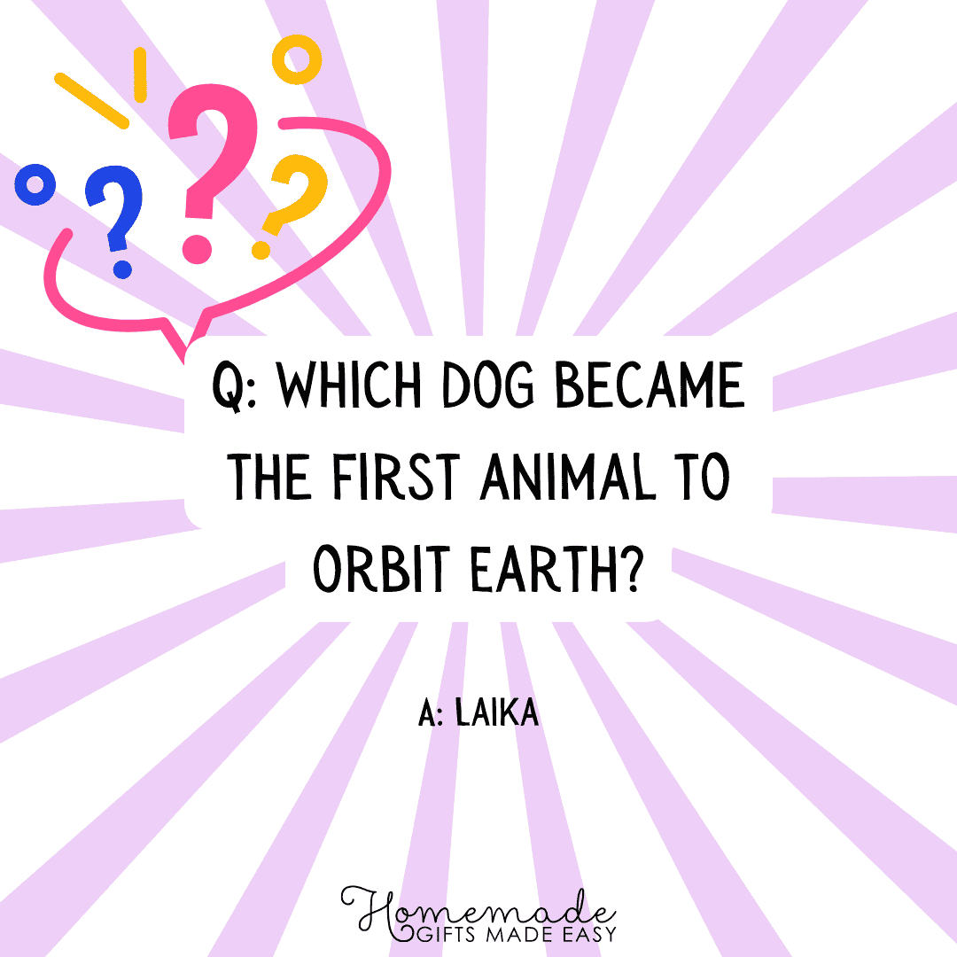 Actually Funny Jokes and Trivia Questions