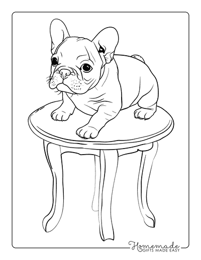 Puppy Coloring Pages French Bulldog on Table