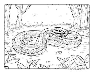 Snake Coloring Pages Realistic Boa Constrictor in Jungle