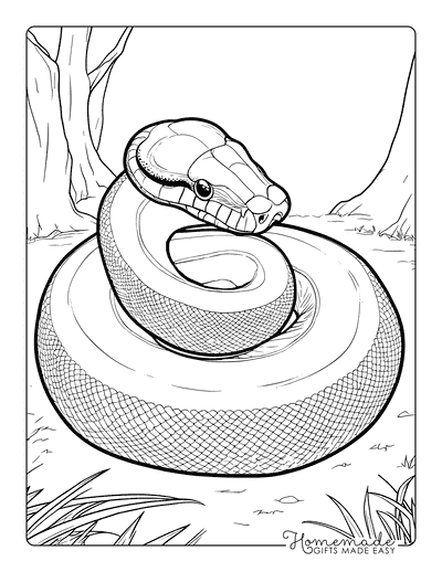 Snake Coloring Pages Realistic Python