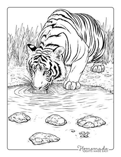 Tiger Coloring Pages Realistic Tiger Drinking Water