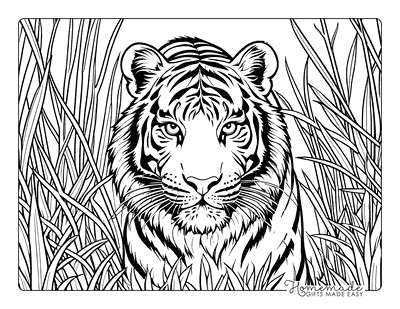 Tiger Coloring Pages Realistic Tiger Prowling in Grass