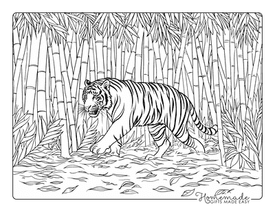 Tiger Coloring Pages Realistic Tiger Walking in Bamboo Forest