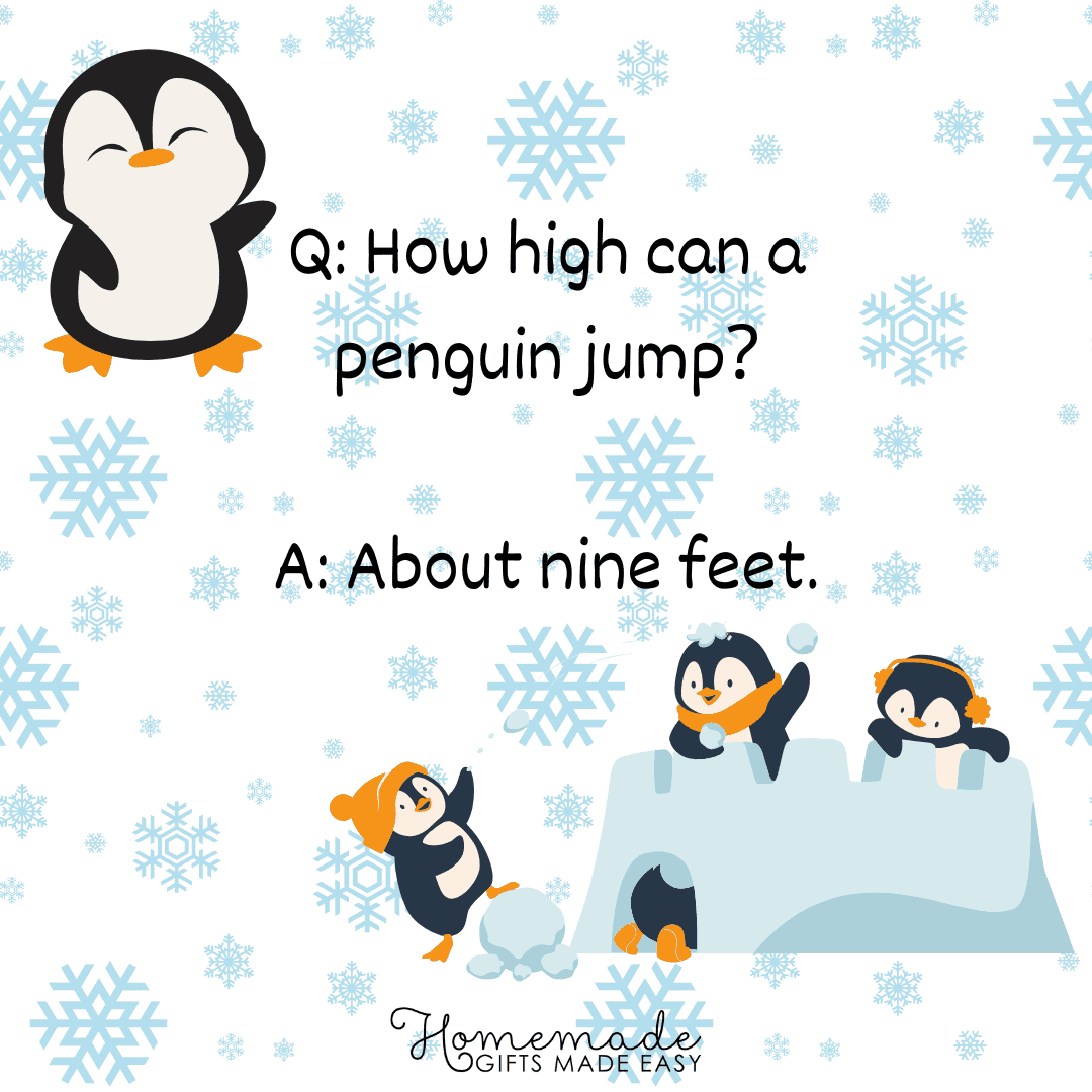 Animal Trivia How high can a penguin jump?