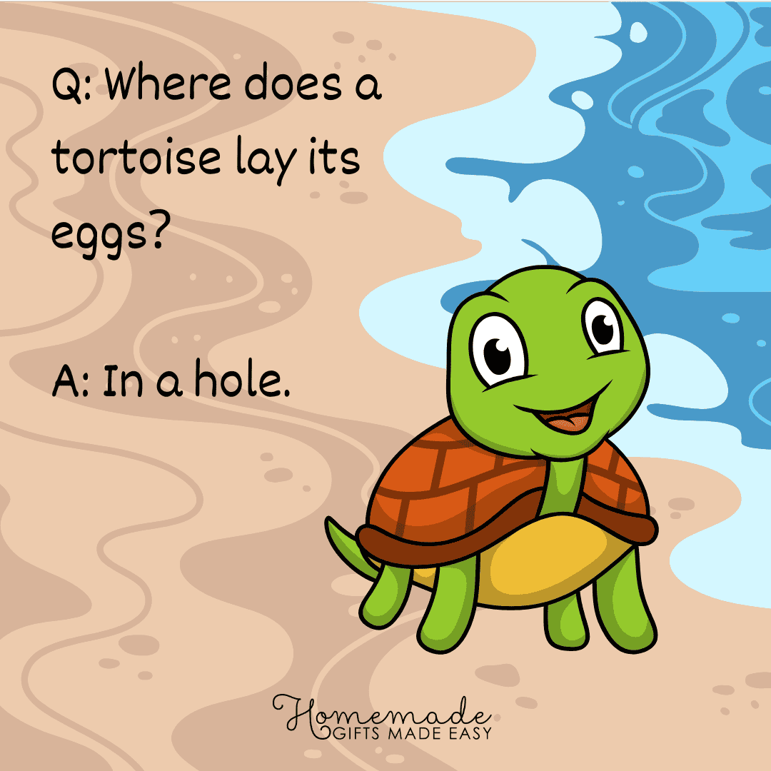 Animal Trivia Where does a tortoise lay its eggs?