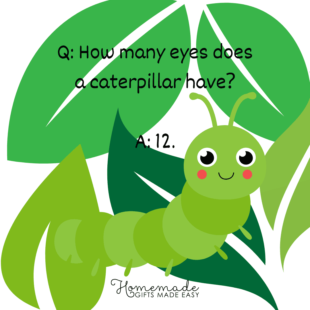 Animal Trivia How many eyes does a caterpillar have?