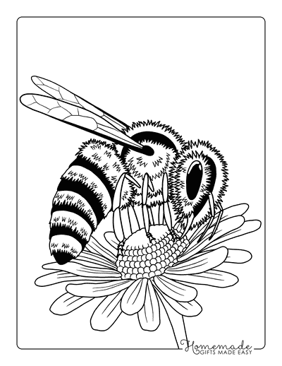 Bee Coloring Pages Easy Realistic Bee on Flower for Adults