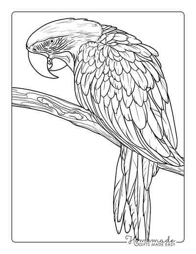 Bird Coloring Pages Green Winged Macaw on Branch