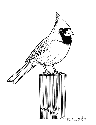 Bird Coloring Pages Realistic Cardinal on Post