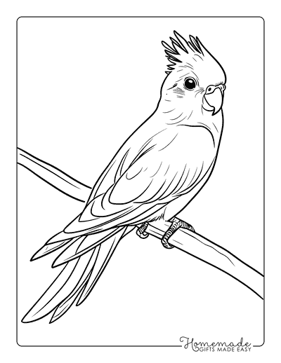 Bird Coloring Pages Realistic Cockatiel on a Stick