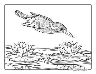 Bird Coloring Pages Realistic Kingfisher Diving Into Water