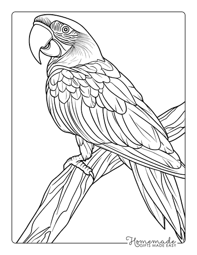 Bird Coloring Pages Realistic Macaw on Branch