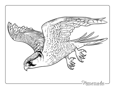 Bird Coloring Pages Realistic Peregrine Falcon Diving