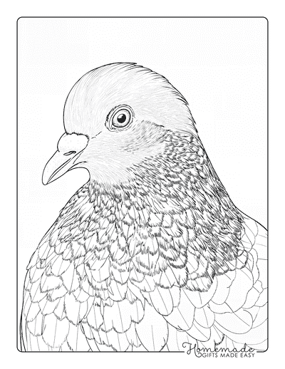 Bird Coloring Pages Realistic Pigeon Closeup