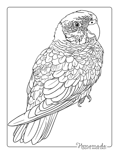 Bird Coloring Pages Realistic Rainbow Lorikeet