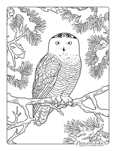 Bird Coloring Pages Realistic Snowy Owl on Snowy Branch