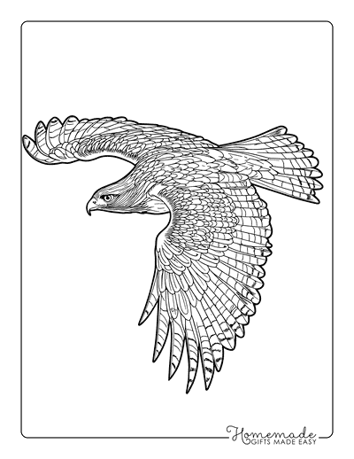 Bird Coloring Pages Red Tailed Hawk Soaring in the Sky