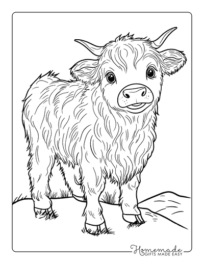 Cow Coloring Pages Cute Baby Highland Cow on Hill