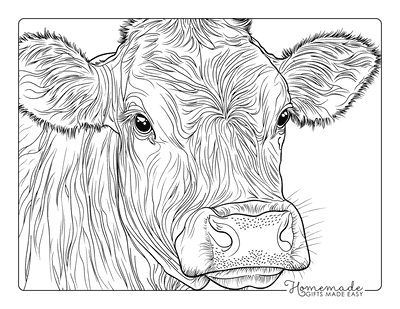 Cow Coloring Pages Realistic Cow Close up