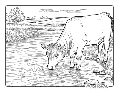 Cow Coloring Pages Realistic Cow Drinking From River