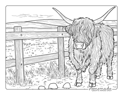 Cow Coloring Pages Realistic Highland Cow Wooden Fence