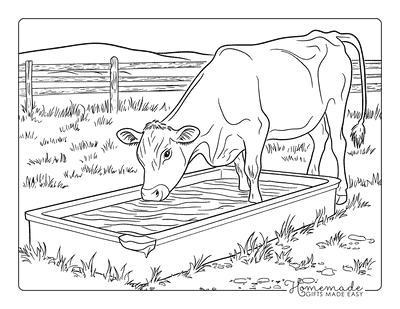 Cow Coloring Pages Semi Realistic Cow Drinking From Water Trough