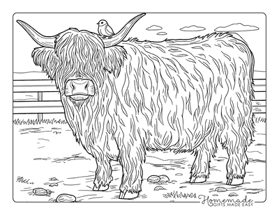 Cow Coloring Pages Semi Realistic Highland Cow With Bird