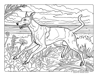 Dog Coloring Pages Greyhound Running on Beach for Adults