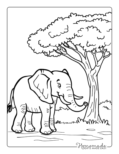 Elephant Coloring Pages Cute Elephant Beneath Acacia Tree