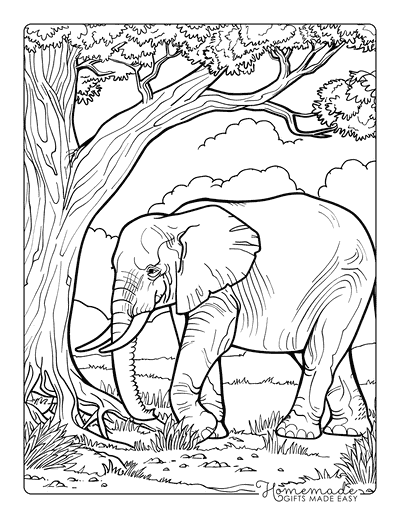 Elephant Coloring Pages Realistic Elephant Near Baobab Tree