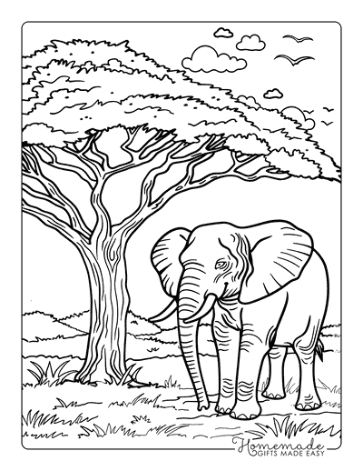 Elephant Coloring Pages Realistic Simple Elephant Beneath Acacia Tree