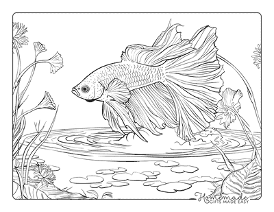 Fish Coloring Pages Realistic Betta Fish Zen Garden Adults