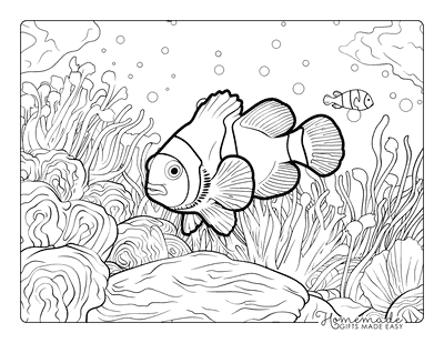 Fish Coloring Pages Realistic Clownfish Coral Reef Adults
