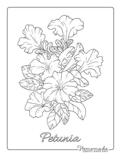 Flower Coloring Pages Botanical Petunia