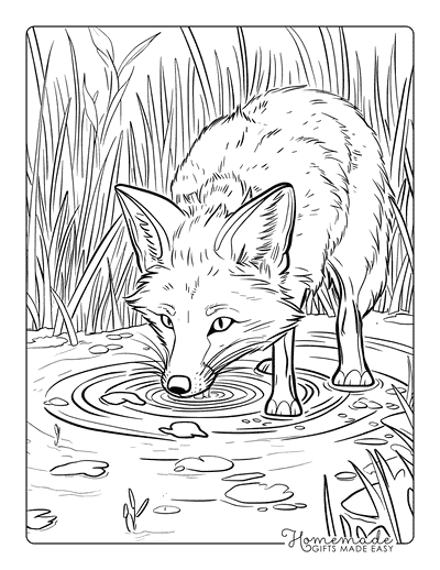 Fox Coloring Pages Realistic Fox Drinking From Pond Adults