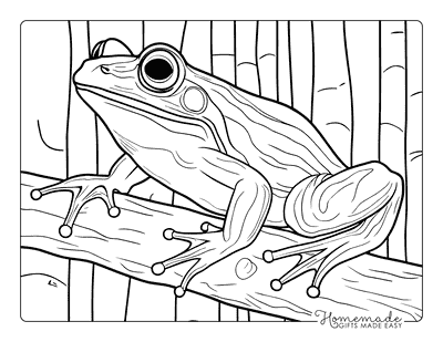 Frog Coloring Pages Frog on a Branch