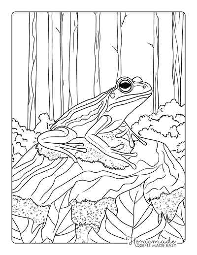 Frog Coloring Pages Frog on Mossy Rock