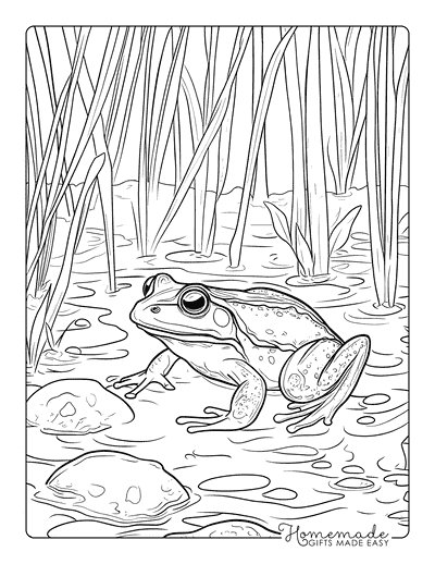 Frog Coloring Pages Realistic Bullfrog in Pond